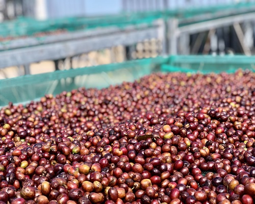 Lên men cà phê với Trà Kombucha: Khai thác tối đa tiềm năng hương vị tự nhiên của cà phê